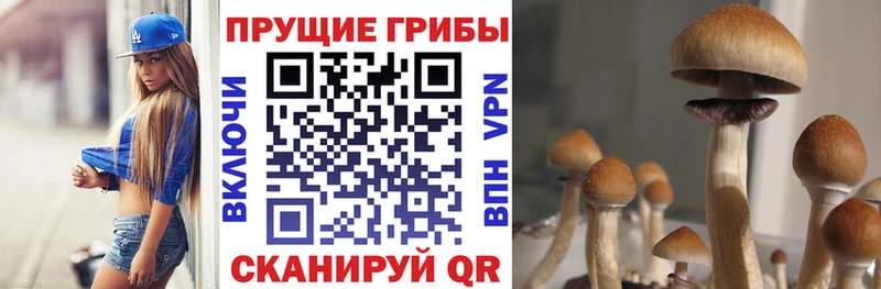 Псилоцибиновые грибы Psilocybine cubensis  Михайлов 